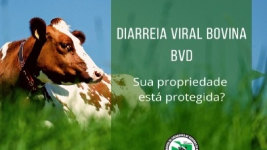 Sua propriedade está protegida da BVD?